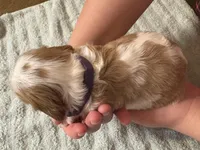 Lady’s girl “Purple”, a female Cavalier King Charles Spaniel for sale in Peabody, MA – Photo 5 of 5