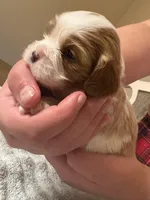 Lady’s girl “Purple”, a female Cavalier King Charles Spaniel for sale in Peabody, MA – Photo 3 of 5