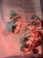 Lady’s girl “Pink”, a female Cavalier King Charles Spaniel for sale in Peabody, MA – Photo 3 of 5