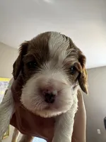 Lady’s girl “Pink”, a female Cavalier King Charles Spaniel for sale in Peabody, MA – Photo 1 of 5