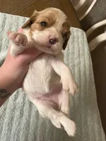 Lady’s girl “Pink”, a female Cavalier King Charles Spaniel for sale in Peabody, MA – Photo 4 of 5