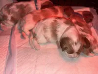 Lady’s girl “Pink”, a female Cavalier King Charles Spaniel for sale in Peabody, MA – Photo 2 of 5