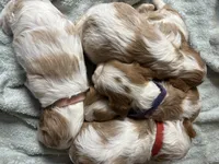 Lady’s boy “Gray”, a male Cavalier King Charles Spaniel for sale in Peabody, MA – Photo 4 of 4