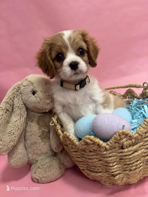 Lady’s boy “Gray” – Cavalier King Charles Spaniel puppy for sale in Peabody, MA