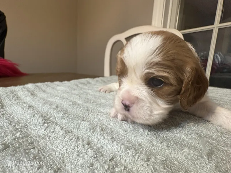 Lady’s boy “Gray”