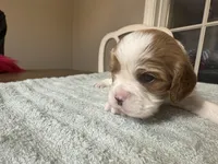 Lady’s boy “Gray”, a male Cavalier King Charles Spaniel for sale in Peabody, MA – Photo 1 of 4