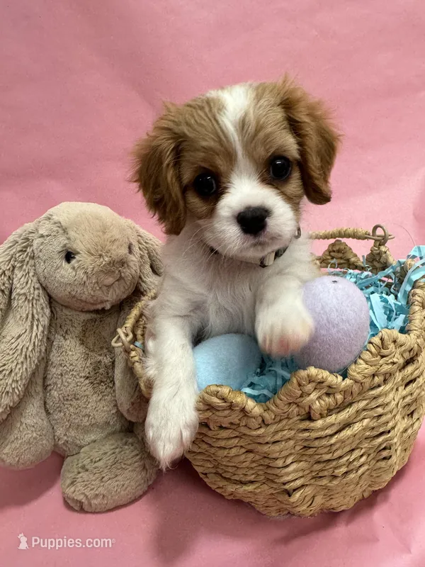 Lady’s boy “Gray”