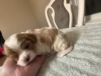 Lady’s boy “Gray”, a male Cavalier King Charles Spaniel for sale in Peabody, MA – Photo 2 of 4