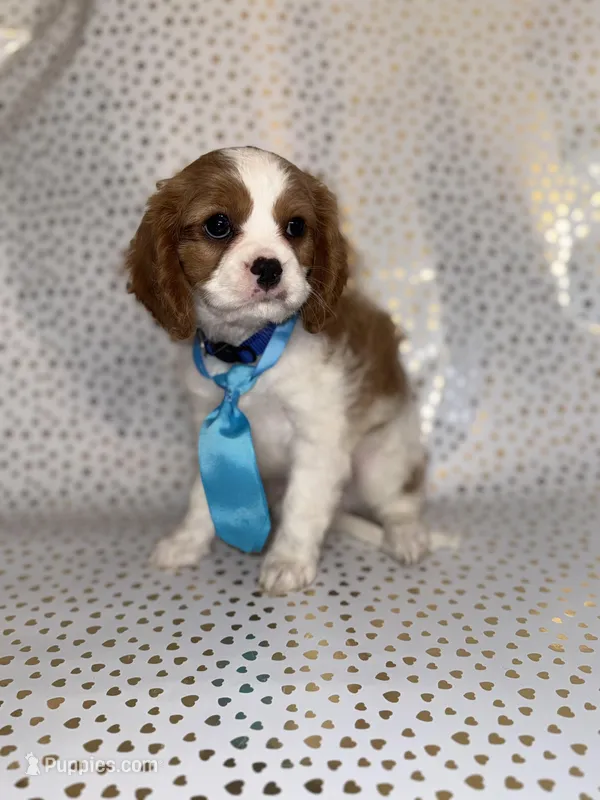 Lady’s boy “Blue” – Cavalier King Charles Spaniel puppy for sale in Peabody, MA