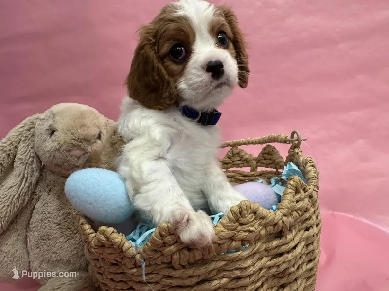 Lady’s boy “Blue”