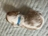 Lady’s boy “Blue”, a male Cavalier King Charles Spaniel for sale in Peabody, MA – Photo 2 of 4