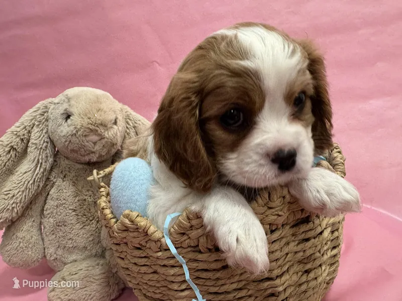 Lady’s boy “Blue” – Cavalier King Charles Spaniel puppy for sale in Peabody, MA