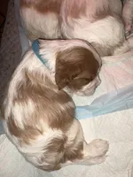 Lady’s boy “Blue”, a male Cavalier King Charles Spaniel for sale in Peabody, MA – Photo 1 of 4