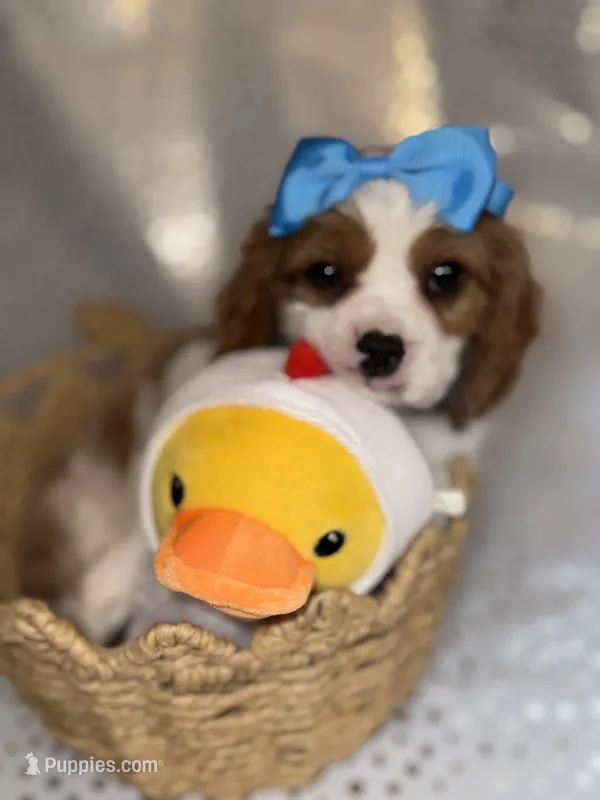 Lady’s boy “Blue” – Cavalier King Charles Spaniel puppy for sale in Peabody, MA