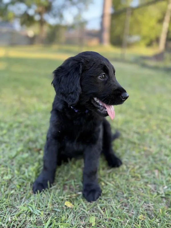 Purple Collar , a female Goldador for sale in Jacksonville, FL – Photo 1 of 4