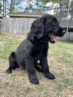 Purple Collar , a female Goldador for sale in Jacksonville, FL – Photo 3 of 4