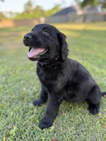 Purple Collar , a female Goldador for sale in Jacksonville, FL – Photo 2 of 4