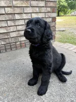 Purple Collar , a female Goldador for sale in Jacksonville, FL – Photo 4 of 4