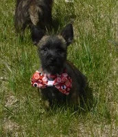 Auggie, a male Cairn Terrier for sale in Madison, SD – 5 of 10