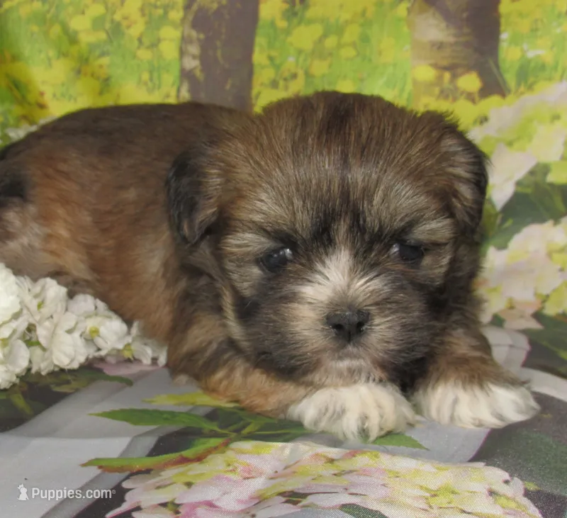 Fancy – Lhasa Apso puppy for sale in Madison, SD