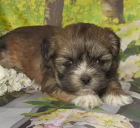 Fancy, a female Lhasa Apso for sale in Madison, SD – 1 of 4
