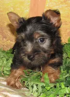 Homer, a male Silky Terrier for sale in Madison, SD – 3 of 9