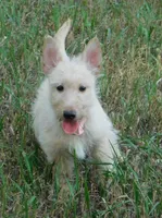 Beverly, a female Scottish Terrier for sale in Madison, SD – 2 of 10