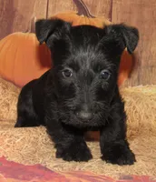 Ollie , a male Scottish Terrier for sale in Madison, SD – 2 of 6