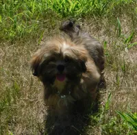 Fancy, a female Lhasa Apso for sale in Madison, SD – 3 of 9