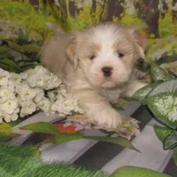 Baby, a female Lhasa Apso for sale in Madison, SD – 1 of 6