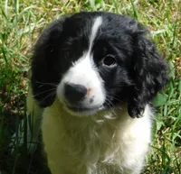 Mora , a female English Springer Spaniel for sale in Madison, SD – 1 of 5