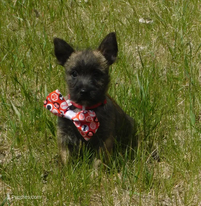 Auggie – Cairn Terrier puppy for sale in Madison, SD