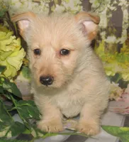 Beverly, a female Scottish Terrier for sale in Madison, SD – 7 of 7