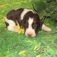 Sylvia, a female English Springer Spaniel for sale in Madison, SD – 4 of 4