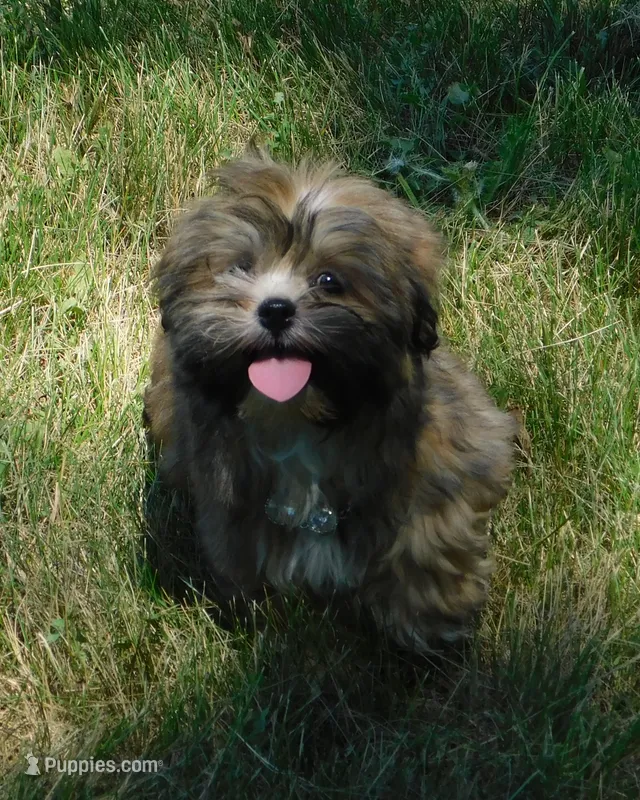 Fancy – Lhasa Apso puppy for sale in Madison, SD