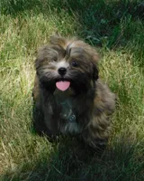 Fancy, a female Lhasa Apso for sale in Madison, SD – 1 of 9