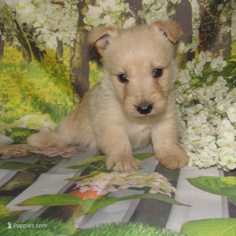 Beverly – Scottish Terrier puppy for sale in Madison, SD