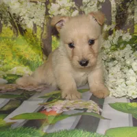 Beverly, a female Scottish Terrier for sale in Madison, SD – 3 of 3