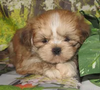 Freddy, a male Lhasa Apso for sale in Madison, SD – 2 of 6