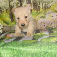 Bonnie, a female Scottish Terrier for sale in Madison, SD – 1 of 4