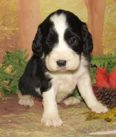 Elvira, a female English Springer Spaniel for sale in Madison, SD – 2 of 3