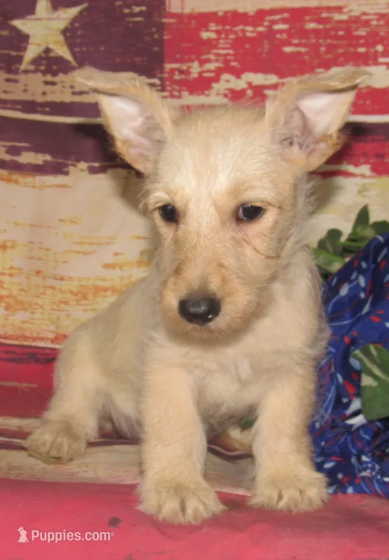 Betsy – Scottish Terrier puppy for sale in Madison, SD