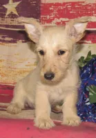 Betsy, a female Scottish Terrier for sale in Madison, SD – 1 of 8