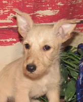 Betsy, a female Scottish Terrier for sale in Madison, SD – 2 of 8