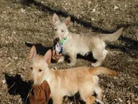 Bingo, a male Scottish Terrier for sale in Madison, SD – 4 of 10