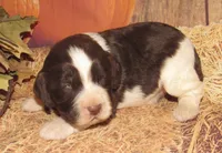 Sally, a female English Springer Spaniel for sale in Madison, SD – 3 of 3