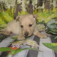 Bucky, a male Scottish Terrier for sale in Madison, SD – 2 of 4