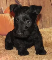 Ollie , a male Scottish Terrier for sale in Madison, SD – 4 of 6