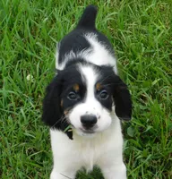Scrappy, a male English Springer Spaniel for sale in Madison, SD – 2 of 7