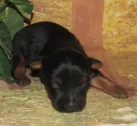 Hudson, a male Silky Terrier for sale in Madison, SD – 5 of 5